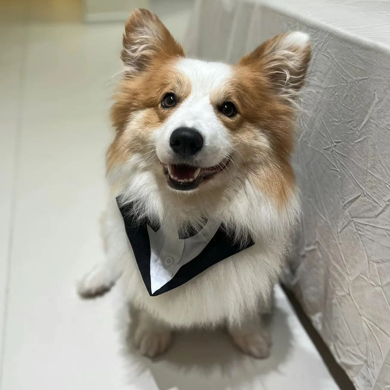 Pakaian Anjing Peliharaan, Pak - Suitsupply Wedding Tuxedo ulasan dan harga